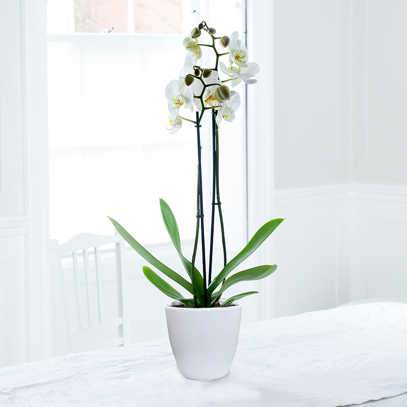 Double Stem White Phalaenopsis Orchid