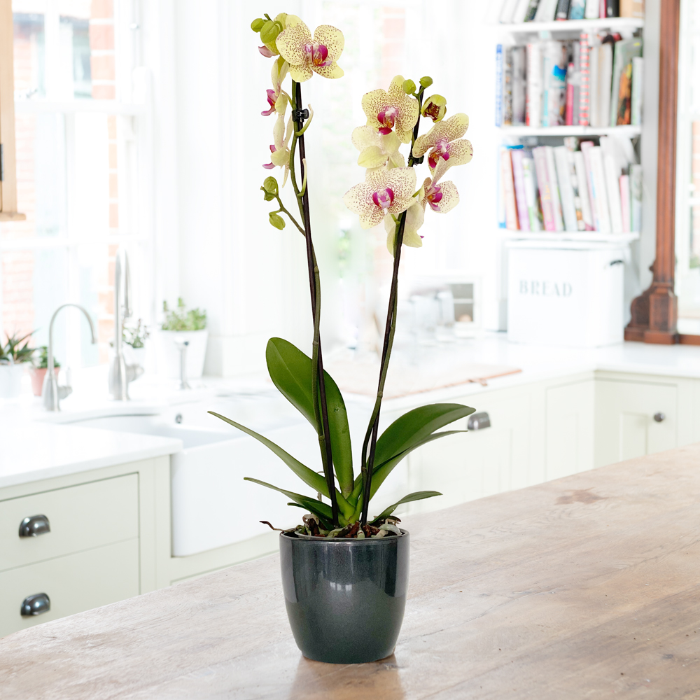 Yellow Phalaenopsis Orchid in Ceramic Pot | House Plants | 50cm Orchid Plant | Next Day Plant Delivery UK | Blossoming Gifts