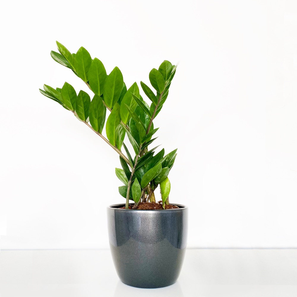 ZZ Plant | Zamioculcas Zamiifolia | Zanzibar Gem | Easy Care Indoor Plant | Next Day House Plant Delivery - Blossoming Gifts