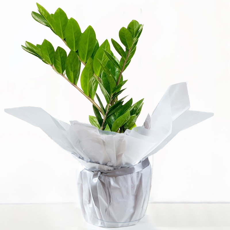 Gift Wrapped ZZ Plant | Green Plants | House Plants | Next Day Delivery - Blossoming Gifts