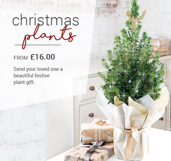 Blossoming Gifts Flower Delivery Gifts Online